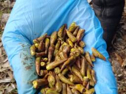 Почка черного тополя , почки тополя, осокорь бруньки , бруньки тополі