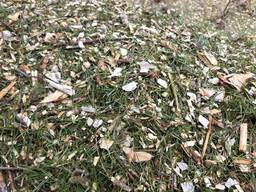 Подрібнені соснові гілки з хвоєю, підстилка для тварин