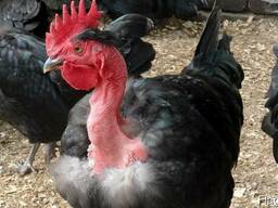 Подрощенная месяц Испанка голошейка черная. сезон 2019 год!