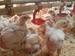 Подрощенный бройлер Кобб 500