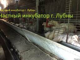 Подрощенные цыплята Бройлера КОББ-500