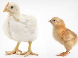 Подрощеные бройлеры
