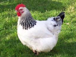 Подрощеные цыплята адлер серебристый от 1.5 мес.
