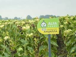 Подсолнечник Анцила A-G, ISEA (Италия) - семена