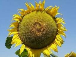 Подсолнечник Бонд, ВНИС, семена под гранстар