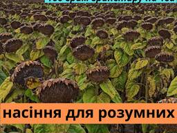 Подсолнечник Фараон АМ