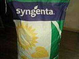 Подсолнечник НК Алего (Syngenta)