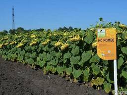 Подсолнечника Ромео (А-Е) - Нертус