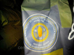 Подсолнух Рими (Сербия)