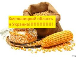 Куплю кукурузу Хмельницкий Украина