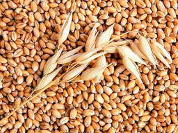 Пшеница • Отруби • Ячмень • Кукуруза • Зерносмеси • Шрот