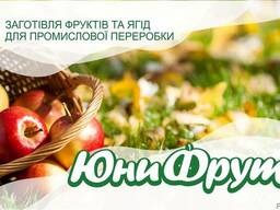 Покупаем яблоки для промышленной переработки