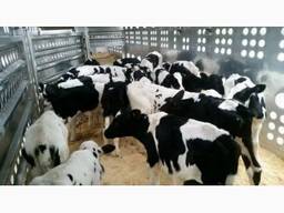 Покупка, заготовка КРС