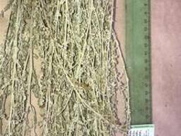 Полин гіркий трава ціла та різана