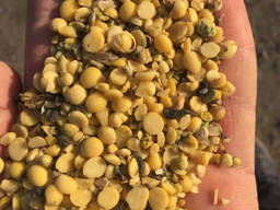 Половинки сої на переробку (закупка)