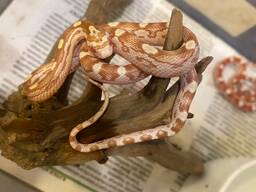 Полоз маїсовий різних морф