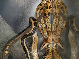 Полоз тонкохвостый