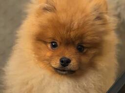 Pomeranian spitz