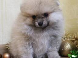 Померанские шпицы