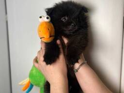 Померанський шпіц малий малюк ласкавий шпіц бейбі фейс