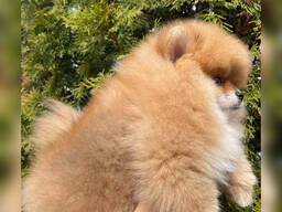 Померанский шпиц девочка