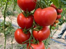 ПОМИДОРЫ / ОГУРЦЫ