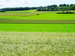 Помогу продать/купить сельхозпредприятие