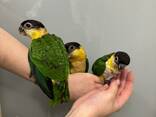 Попугай для всей семьи - Каик Черноголовый - фото 3