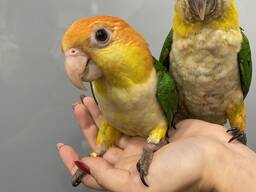 Папуга Каїк оранжевоголовий - ручні малюки