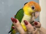 Попугай Каик оранжевоголовый - ручные малыши - фото 1