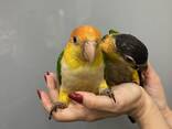 Попугай Каик оранжевоголовый - ручные малыши - фото 2
