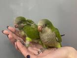 Попугай Калита - Монах. Молоденькие птенцы - фото 2