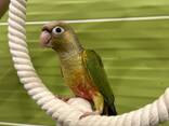 Попугай Пиррура - ручные птенцы выкормыши - фото 1