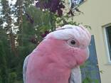 Попуга Рожевий какаду - фото 2