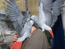 Попугай Червонохвостий жако, папуга жако африканський - говорящій жако пташенята