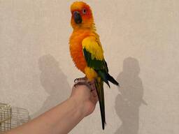 Попугай, сонячний аратінго