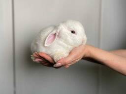 Породисті ручні кролики мікро породи, від 1.5 міс