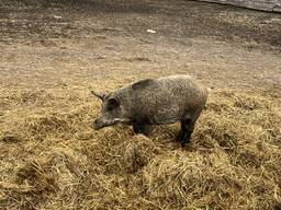 Поросята свині Мангали та Мангалиця