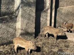 Поросята породы дикий кабан