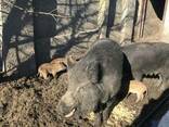 Поросята породы дикий кабан - фото 1