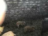Поросята породы дикий кабан - фото 2