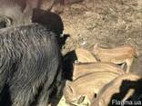 Поросята породы дикий кабан - фото 3