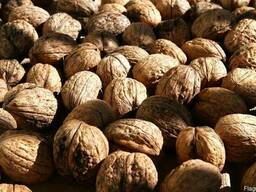 Посадковий матеріал сортових грецьких горіхів