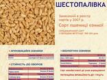 Посевмат пшеницы, сорт Шестопаловка, 1 репродукция - фото 1