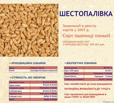 Посевмат пшеницы, сорт Шестопаловка, 1 репродукция