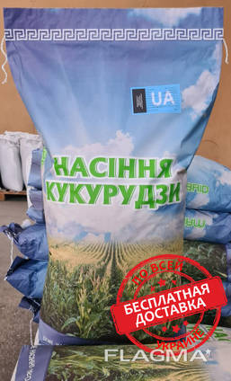 Посевные семена кукурузы, гибрид - Яровец 243 МВ