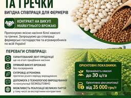Посівмат квасолі та гречки з контрактом на викуп врожаю