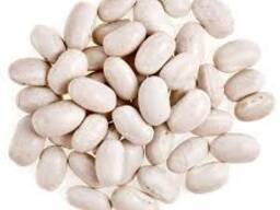 Закупівля квасолі великими обсягами