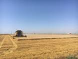 Послуги комбайнів по збиранню врожаю - фото 2