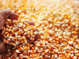 Послуги сушіння зерна кукурудзи Житомирська область